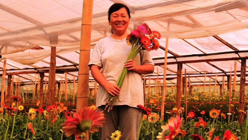 Floricultura: producción industrial y comercialización de una actividad que crece en Misiones