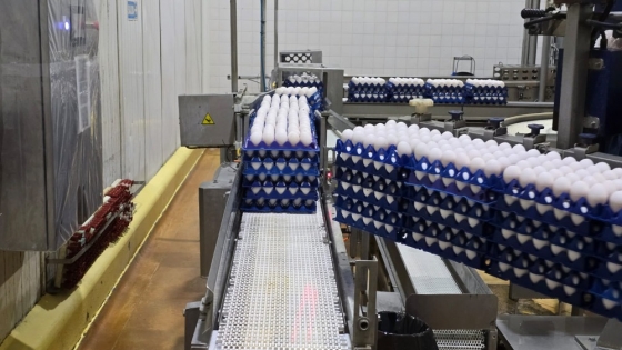 Control sanitario y exportaciones: refuerzan la calidad de ovoproductos en Entre Ríos