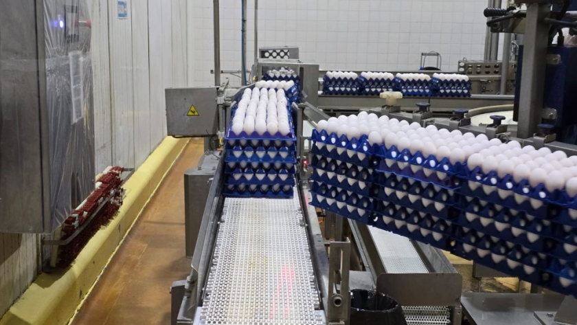 Control sanitario y exportaciones: refuerzan la calidad de ovoproductos en Entre Ríos