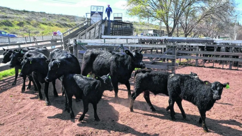Río Negro trabaja para mejorar la producción ganadera y gestión ambiental