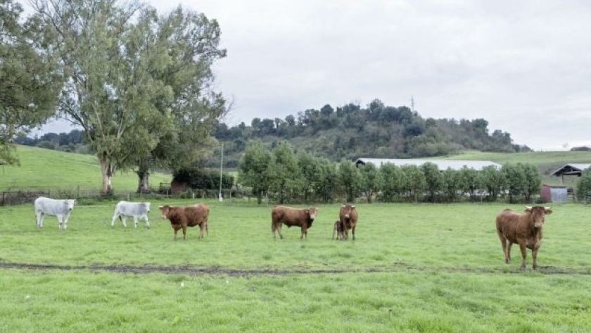 Iniciativa de la FAO para reducir la necesidad de antimicrobianos