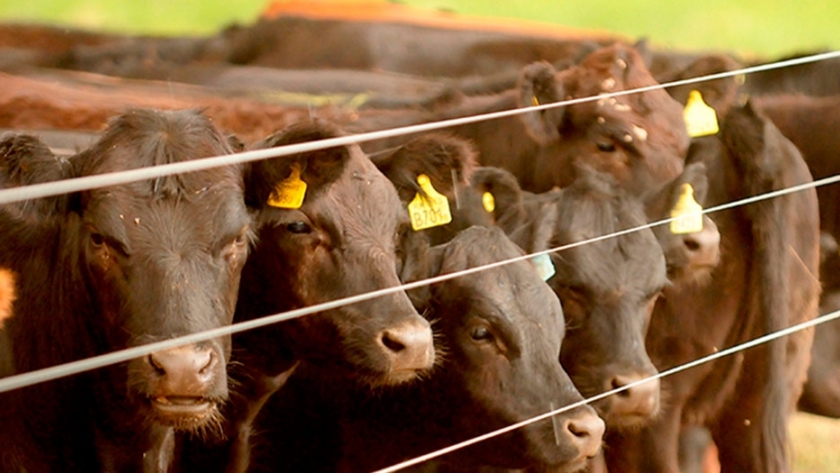 Aseguran que la industria frigorífica está en alerta por el coronavirus