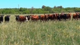 Afirman que intensificar recrías a campo será clave para sostener el negocio ganadero