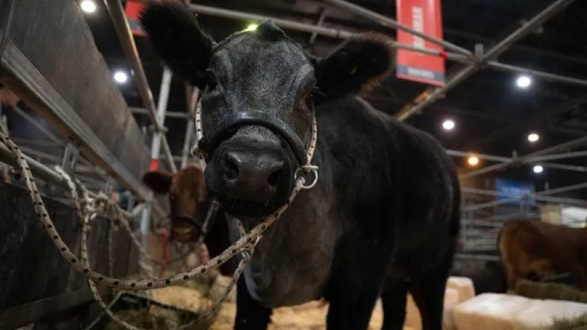 Único en Palermo: la cruza que está de moda en Estados Unidos y que empieza a ganar un lugar en el campo argentino