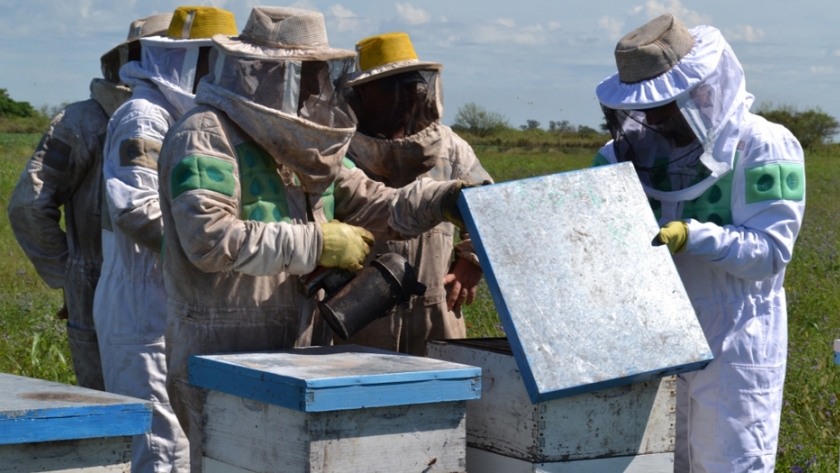 La Provincia fomenta herramientas financieras para fortalecer la producción apícola santafesina