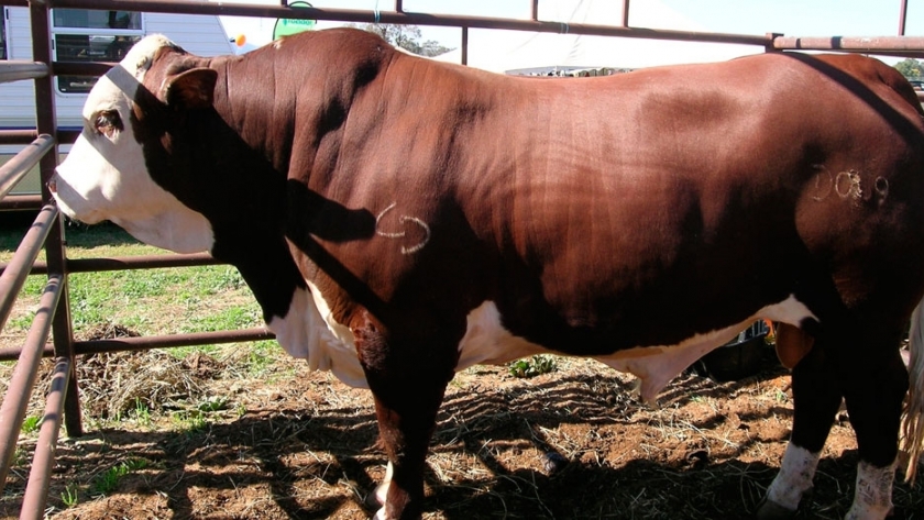 Inició la segunda etapa del Plan Toro en Catamarca