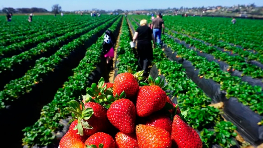 En Malargüe buscan incentivar el cultivo de frutillas con la venta de plantines adaptados al clima del departamento sureño. Los detalles.