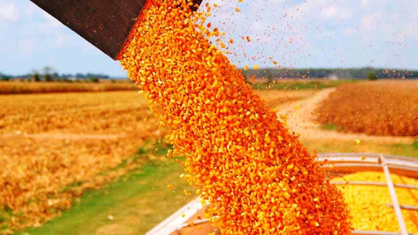 Explosión de ventas de maíz 