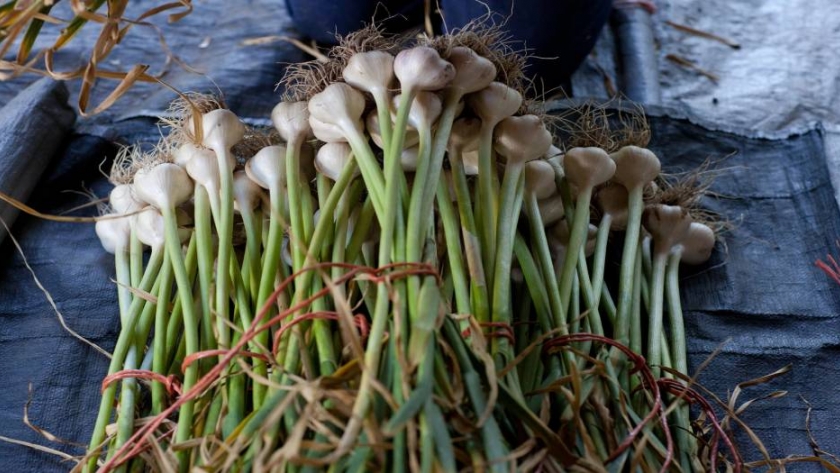 Ajos en el jardín
