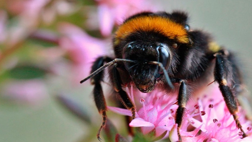 Investigación: Abejorros aceleran la producción de flores cuando el polen es escaso