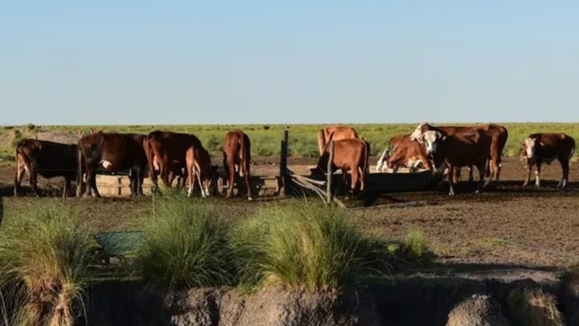 Sequía crónica: La región del norte santafecino y sur chaqueño enfrentan una crisis terminal