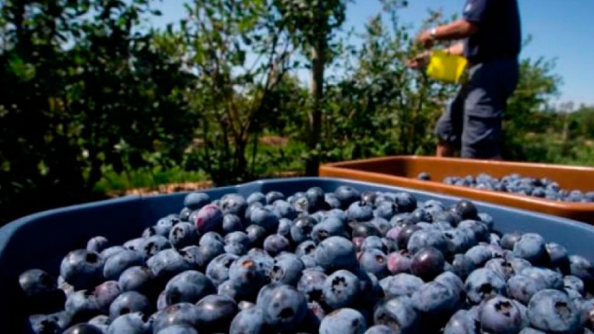 Entre Ríos podrá exportar arándanos a Estados Unidos