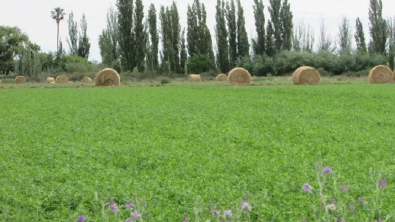 Plantar una hectárea de alfalfa en San Rafael cuesta más de 770 mil pesos