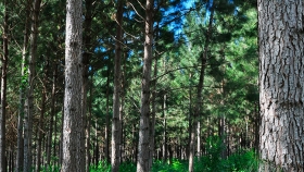 Avanza ley bonaerense para adherir a norma nacional sobre Bosques Cultivados