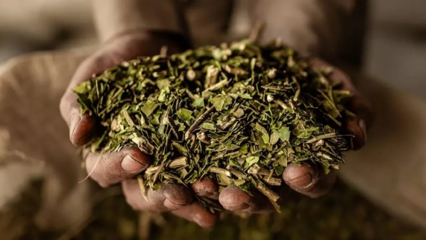 Crecimiento sostenido de las exportaciones de yerba mate