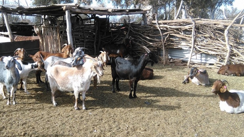 Con vacunación, Mendoza bajó casi un 70 % la prevalencia de brucelosis en cabras