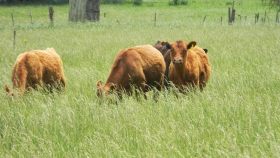 Aprovechamiento de pasturas en primavera