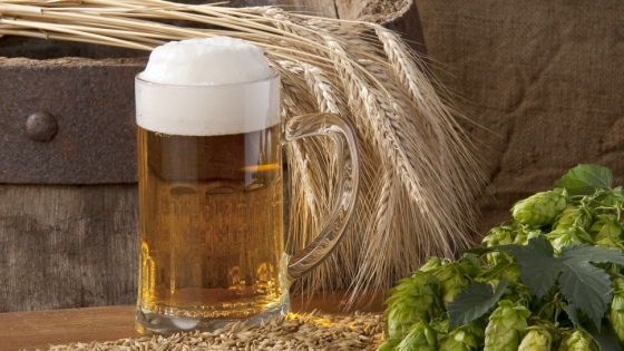 La cebada, el alma dorada de la cerveza: Un viaje desde el campo hasta tu vaso
