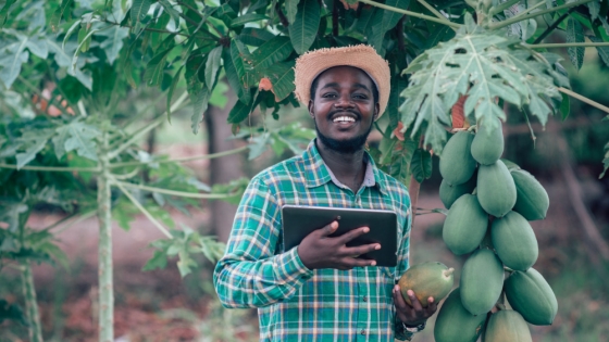 Ag marketplaces & fintech: the new driving force behind african agrifoodtech investment in 2024