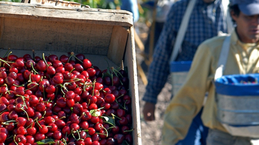 Economía avanzó con referentes de la Cámara de Cerezas de Mendoza en los protocolos de cosecha