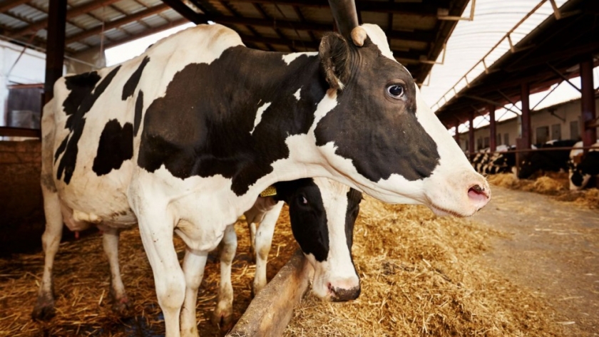 Mas de 20 empresas trabajan para encontrar una vacuna contra la gripe aviar para las vacas, dice Tom Vilsack. de EE.UU