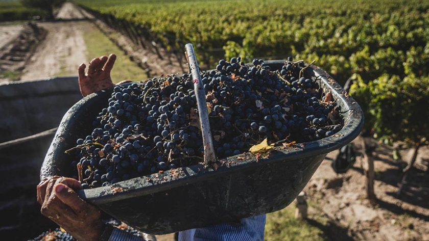 El Gobierno de Mendoza lanzará un operativo para financiar la cosecha y elaboración de uvas a valor producto y tasa 0%