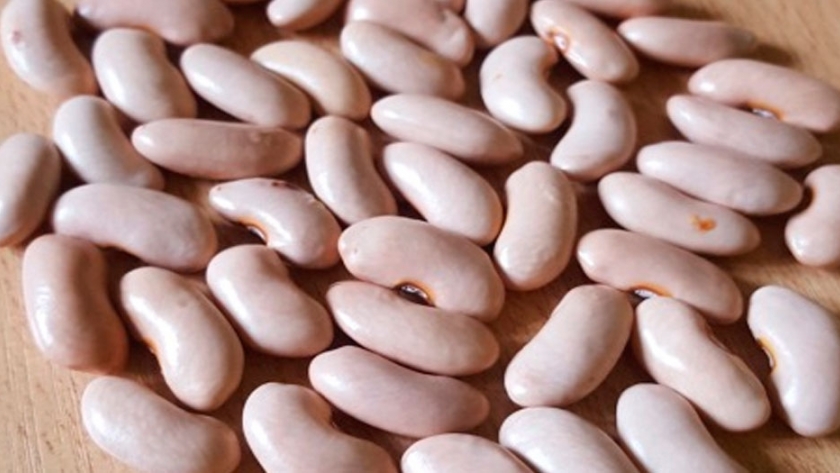 Nuevas variedades de porotos