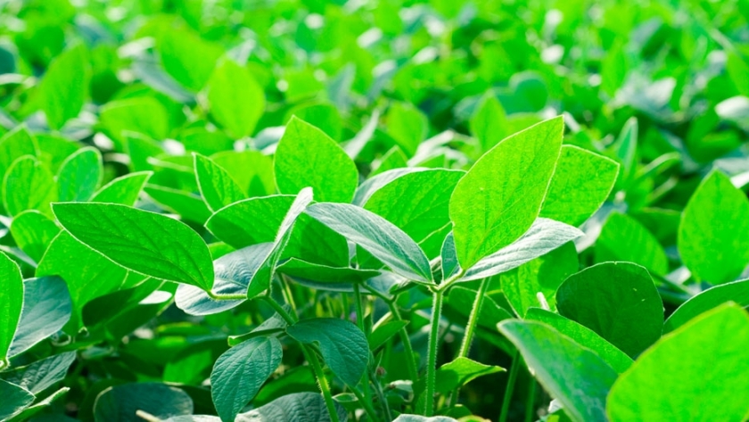 Nuevos métodos de fertilización promueven mejores rendimientos