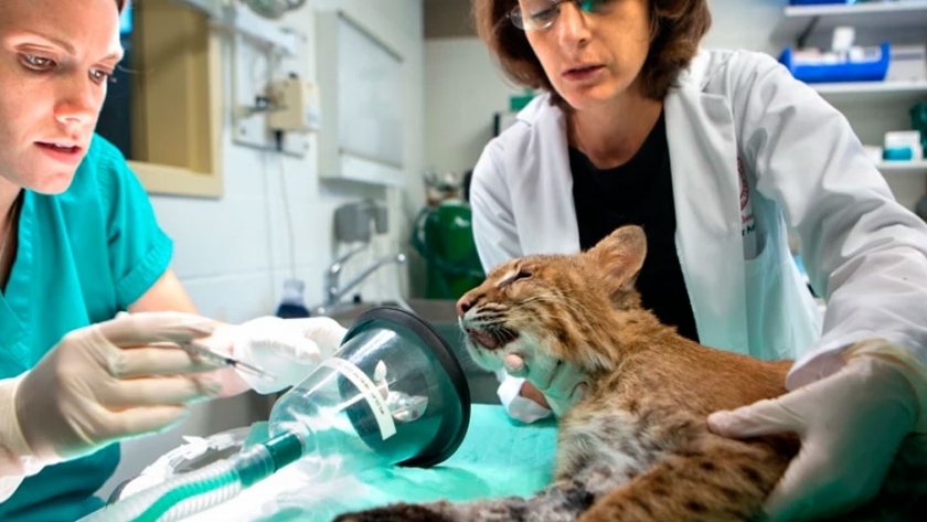 Fauna salvaje, otra salida profesional de la Veterinaria