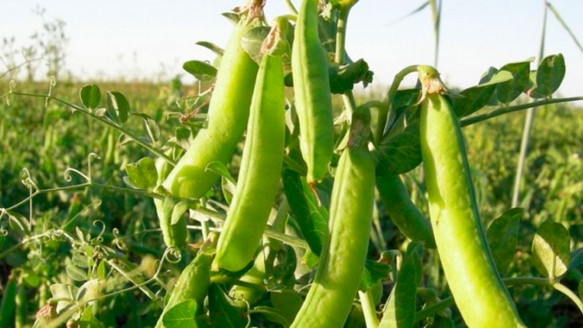 Arvejas, un complemento para las producciones mixtas