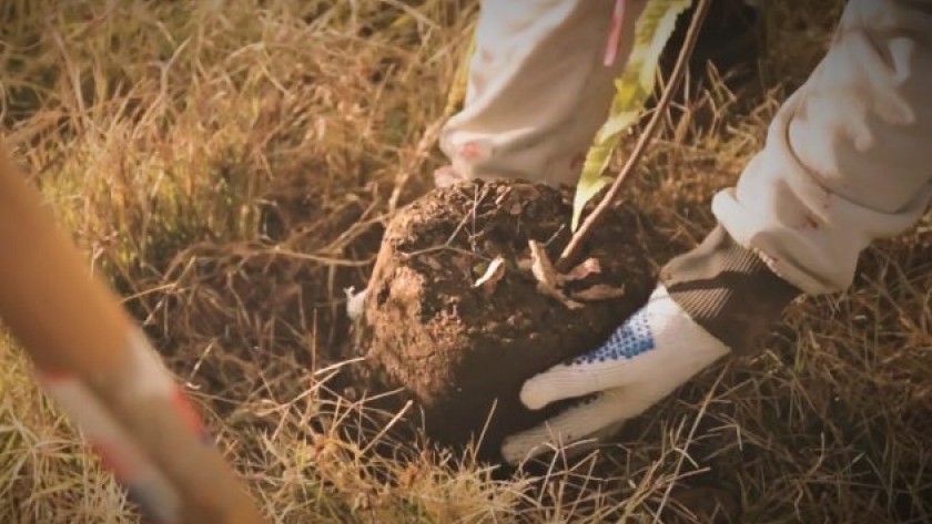 La Secretaría de Ambiente y Parques impulsa la iniciativa ambiental “Más Árboles, Más Vida”