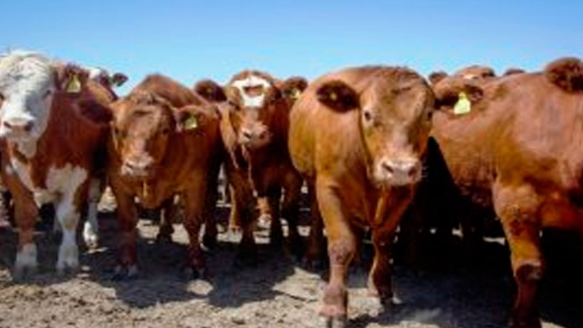 Ganadería: la brecha cambiaria afecta los costos y la recomposición del rodeo