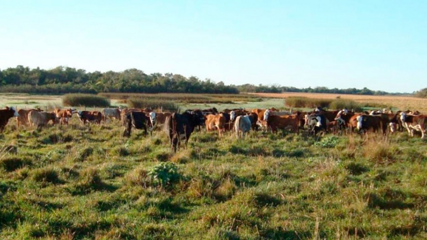 Impacto económico de la intensificación de la cría bovina en Corrientes