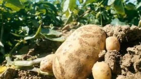 Piru INTA: la nueva papa argentina que promete revolucionar la industria de chips