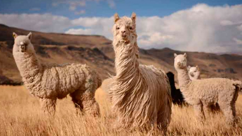 La alpaca, camélido andino, es mucho más que lana fina y carne sana