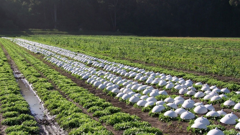 Las operaciones de horticultura de EE. UU. reportan $ 13.8 mil millones en ventas