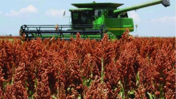 Buena campaña para el sorgo