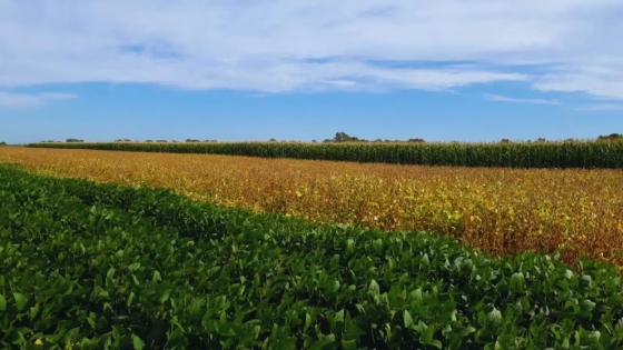 Rotación de cultivos: la estrategia que regenera los suelos y mejora la productividad