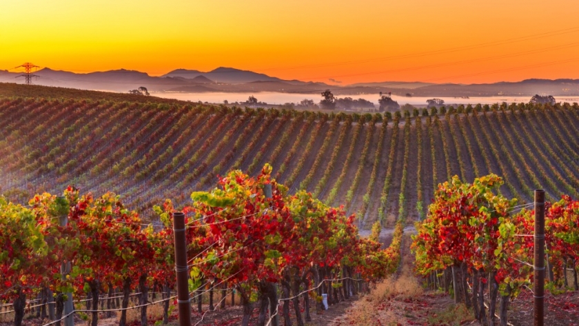 Napa Valley: el tesoro vinícola de California