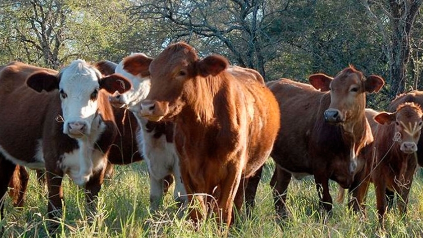 El INTA investiga la elaboración de una nueva vacuna contra la tristeza bovina