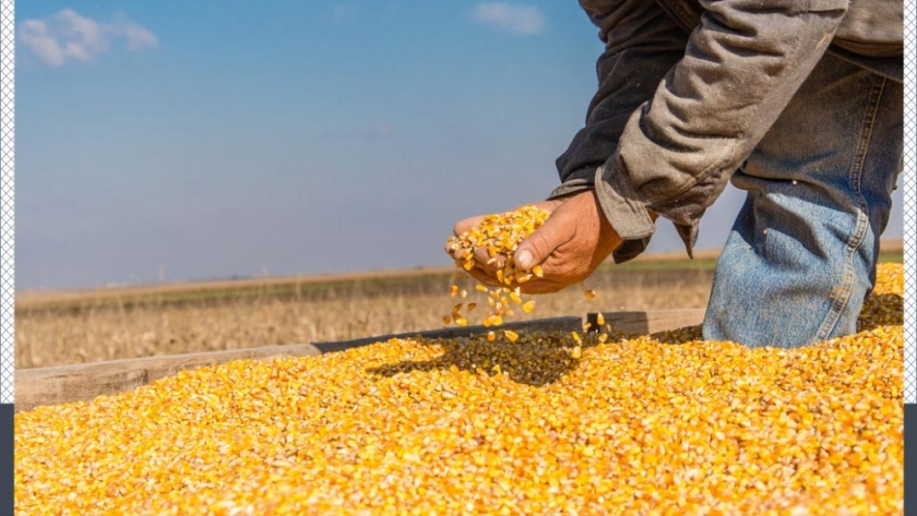 Vaticinan nuevo récord de producción de maiz