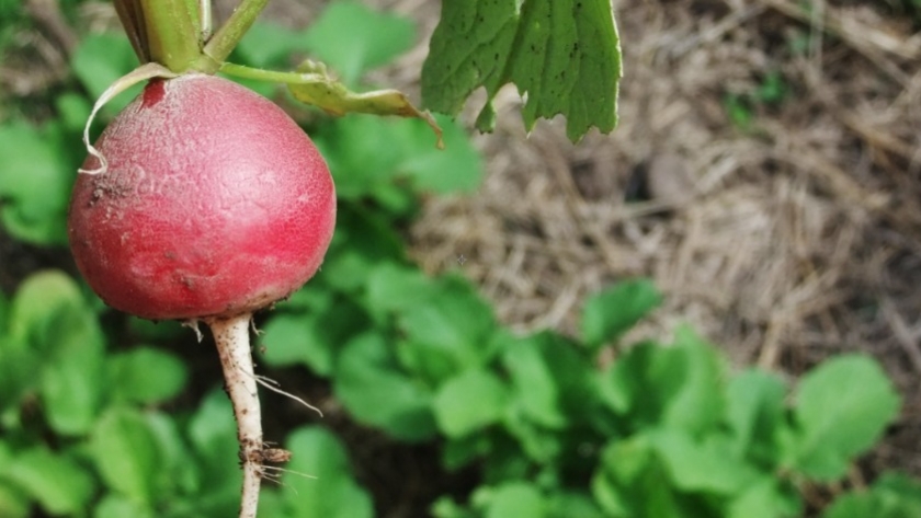 ¿Cómo cultivar Rabanito?