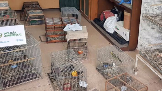 Policía Ambiental rescató 60 aves silvestres en Oliva y Santa Rosa de Calamuchita