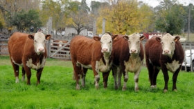 Uruguay: la producción de carne crece 18% por los aumentos del peso carcasa y la faena