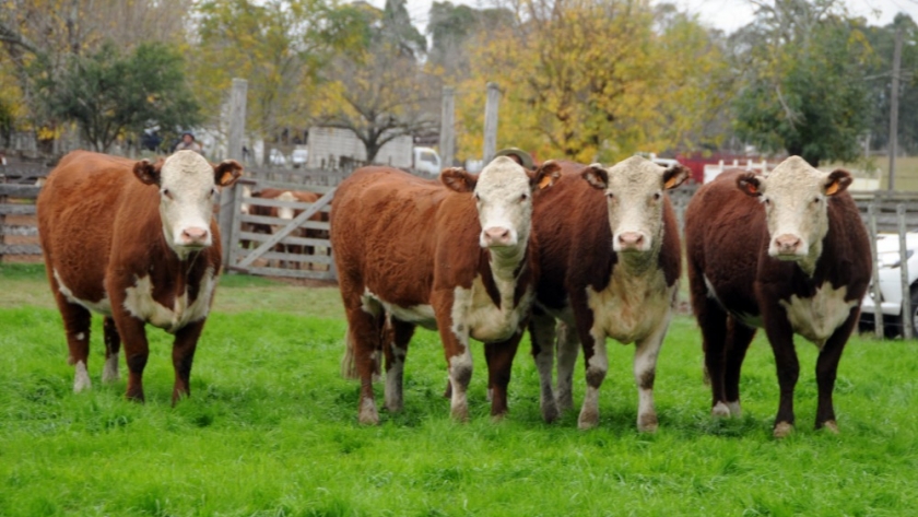 Uruguay: la producción de carne crece 18% por los aumentos del peso carcasa y la faena