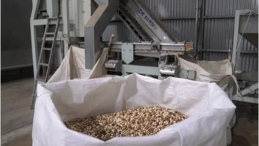 Productores de pistacho se juntan para darle impulso sin precedentes al sector