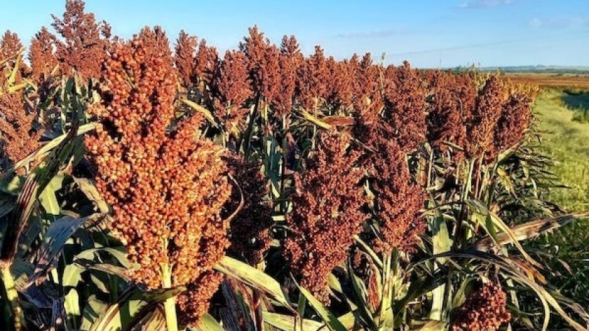 Sorgo: elevada humedad del grano en Entre Ríos