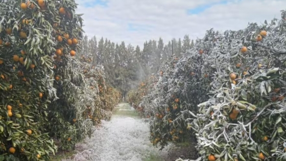Naranjas bajo cero: la ola polar provocó una drástica pérdida en una región