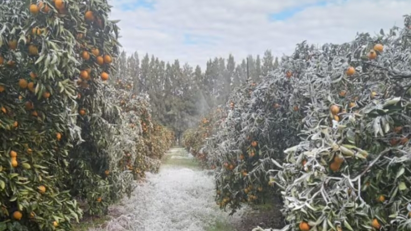 Naranjas bajo cero: la ola polar provocó una drástica pérdida en una región