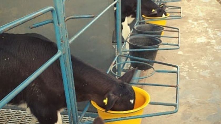 Argentina ya cuenta con su propio equipo distribuidor de raciones para terneros en guacheras de tambos